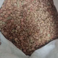 عدس عالی درجه ۱