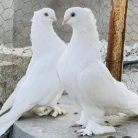 کبوتر فروشی
