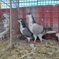 کبوتر چادری