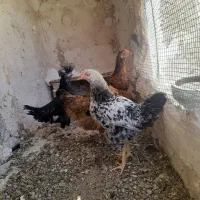 مرغ  خروس هم نقد هم معاوضه با کبوتر رنگه درست