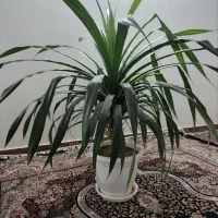 گل پاندانوس