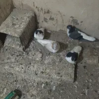 کفتر|پرنده|سبزوار, هفت تیر|دیوار