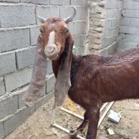 میش و بز و نر بره حراج