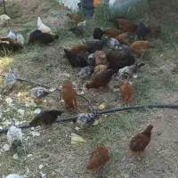 مرغ و خروس محلی