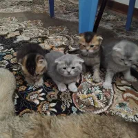 گربه|گربه|یزد, |دیوار