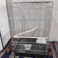 قفس
