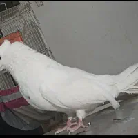 کبوتر