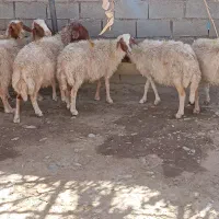 میش