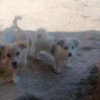 فروش توله سگ
