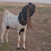نربز گلابی گوش ۶۰ سانت پاکستانی گوش بلند