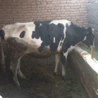 گاو   بزرگ چاق هیکلی