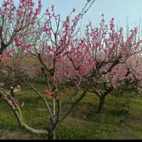 خرید و فروش زمین، باغ، ویلا، ویلا باغ در کمالوند