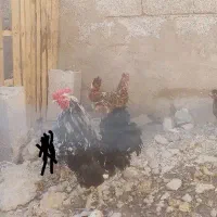 مرغ و خروس گلین