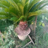 سیکاس|گل و گیاه طبیعی|رودبنه, |دیوار
