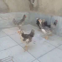 مرغ وخروس گلین مولد نیمچه تخم نطفه دار