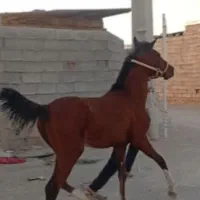 اسب|اسب و تجهیزات اسبسواری|برازجان, |دیوار
