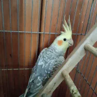 عروس هلندی نر و ماده