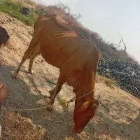 گاو ماده