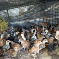 جوجه طبیعی