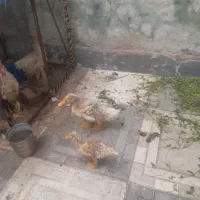 جوجه اردک ۳ ماهه