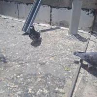 شهری سیاه نر غرق گل