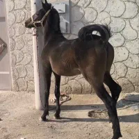 کره سام دکتر طاهری
