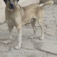 نگهبان.از دستش نده اگه نگران باغ باغچه و...هستی