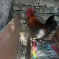 خروس محلی جوان