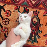 واگذاری گربه