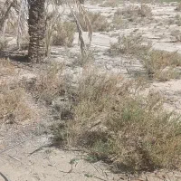 فروش زمین