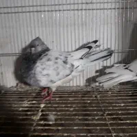 نرماده‌کله‌سبز‌کاکلی