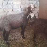 میش و بره