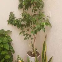 گل طبیعی|گل و گیاه طبیعی|دلیجان, |دیوار