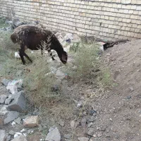 بره ماده