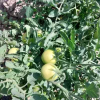 زمین-کشاورزی-جهت-ساخت-ویلا