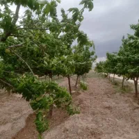 زمین ۵۶۵متری داخل مجتمع دارای نگهبانی ۲۴ساعته