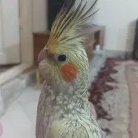 عروس هلندی گمشده