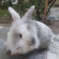 یک جفت خرگوش لوپ نر و ماده