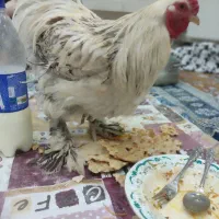 خروس برهما
