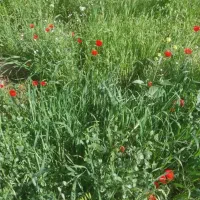 علف فروشی جهت جمع کردن دام