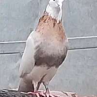 طوق سور