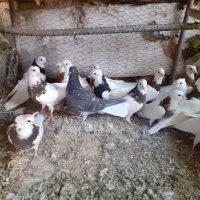 جوجه کبوتر