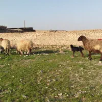 میش بره گوسفند