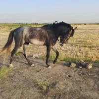 اسب نریان یورقه