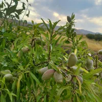 خوردنی|خوردنی و آشامیدنی|زنجان, |دیوار
