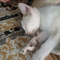واگذاری گربه