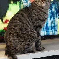 گربه نر گم شده در محدوده پارک ساعی