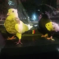 کفتر طوقی آجری سینه سیاه