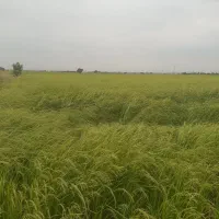 فروش زمین کشاورزی ۲۵۰۰ متر واقع در جاده ده عبدالله