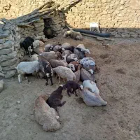 گوسفند